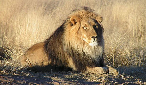 Foto: Afrikanischer Löwe aus dem Roten Buch