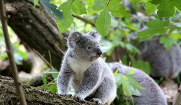 Foto: Koala in Australien