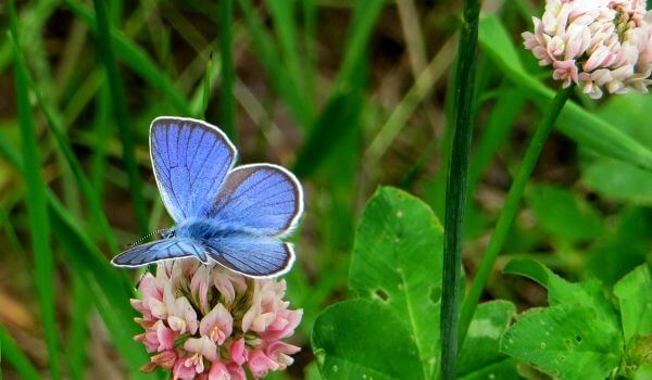 Foto: Blaubeerschmetterling auf einer Blume