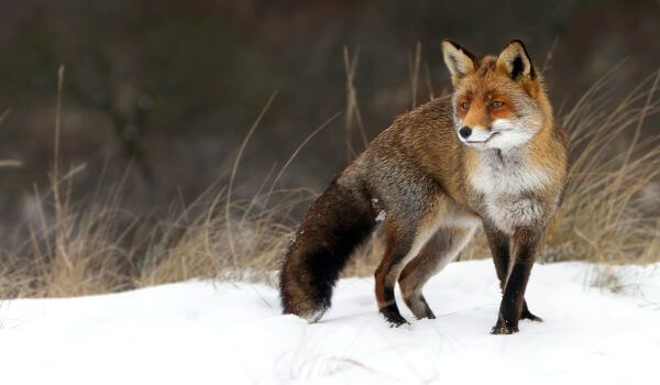 Foto: Tibetischer Fuchs im Winter