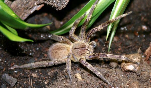 Foto: Brasilianischer Spinnensoldat