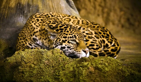 Foto: Jaguar Panther