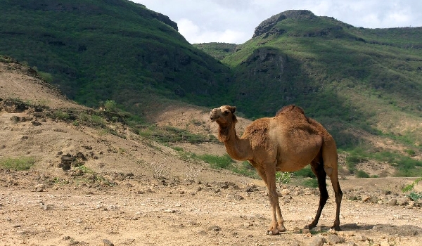 Where the bucked camel lives