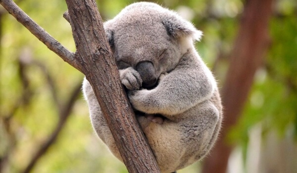 Foto: Koala auf einem Baum