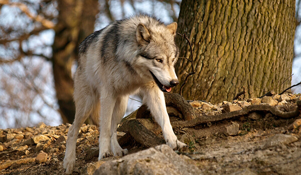 Foto: Grauer Wolf im Wald 