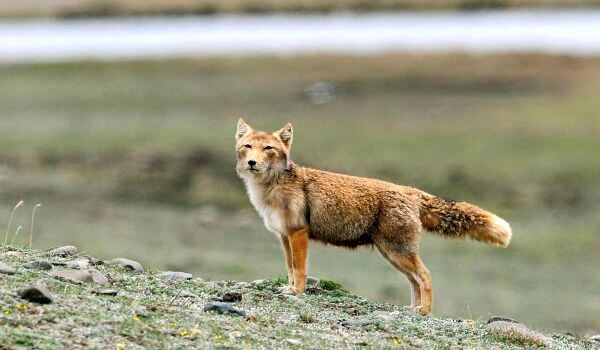 Photo: Animal Tibetan Fox