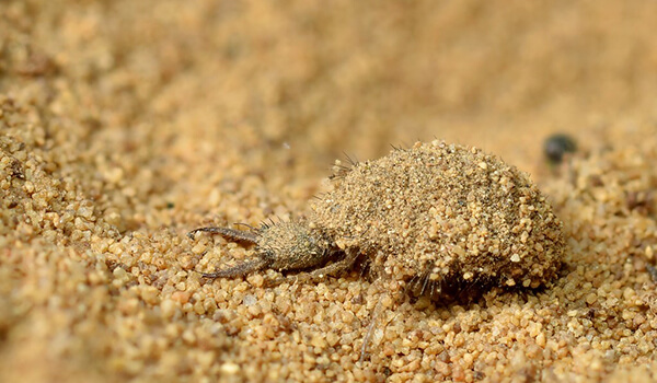 Foto: Ameisenlöwe im Sand