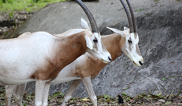 Foto: Arabische Oryx