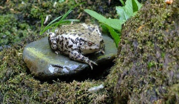 Foto: Erdkröte auf einem Felsen