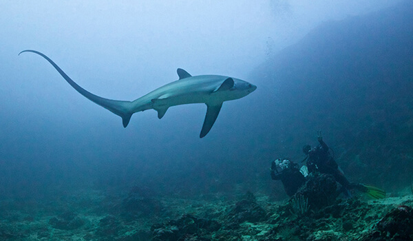 Foto: Großaugenhai unter Wasser