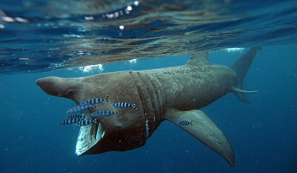 Foto: Rotbuch-Riesenhai