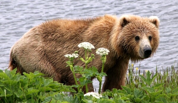 Foto: Riesiger Kodiakbär