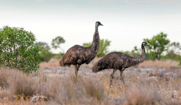 Foto: Emu Australia