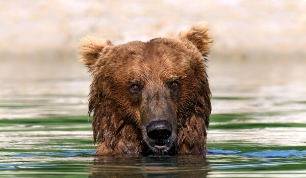 Foto: Kodiak Brown Bear