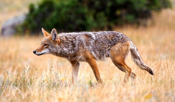 Foto: Coyote