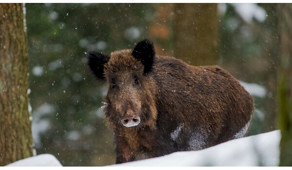 Foto: Wildschwein im Winter