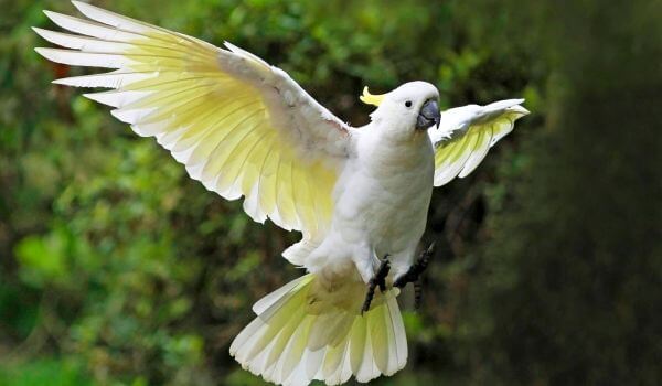 Foto: Großer Kakadu-Papagei