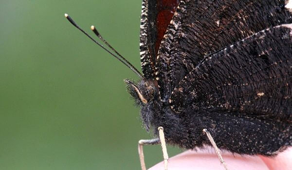 Photo: Day mourning butterfly