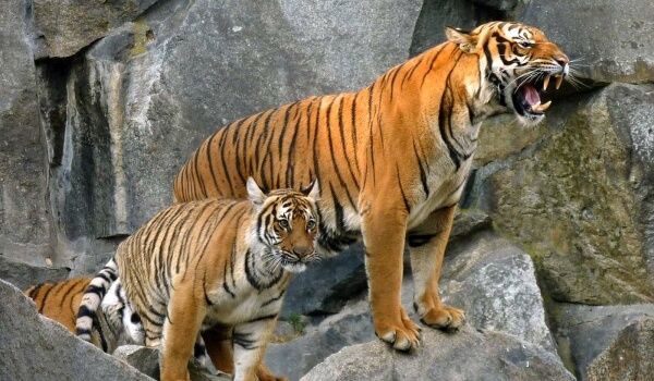 Foto: Malaiischer Tiger