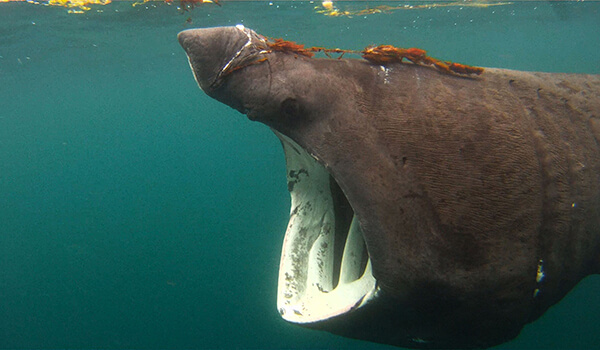 Foto: Riesenhai aus dem Roten Buch