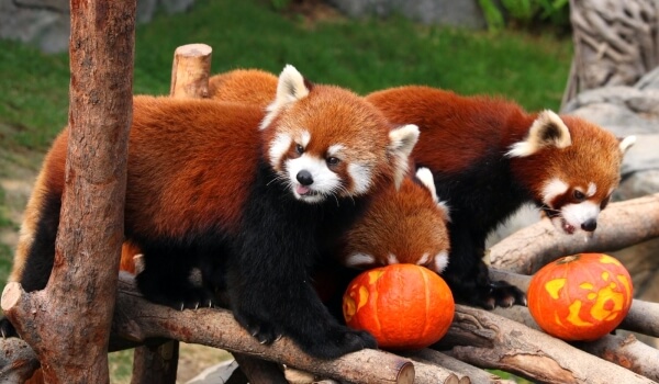 Foto: Kleiner Roter Panda