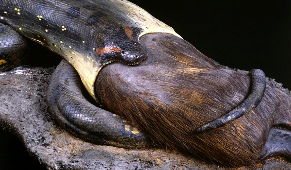 Foto: Anaconda beim Essen