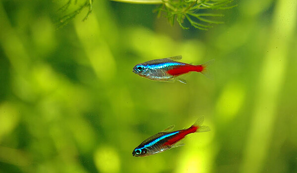 Foto: Neonblauer Fisch