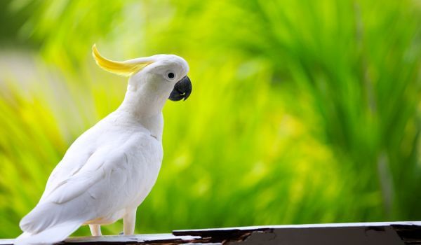 Foto: Cockatoo Parrot