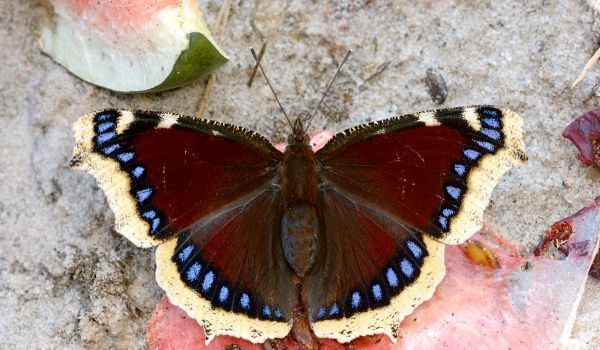 Foto: Trauernder Schmetterling in der Natur