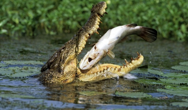 Foto: Gesalzenes Krokodil