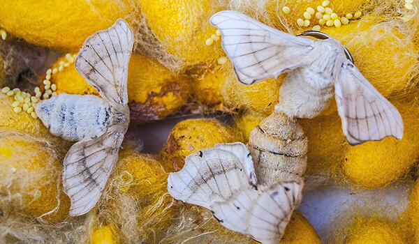 Foto: Seidenraupen-Schmetterlinge
