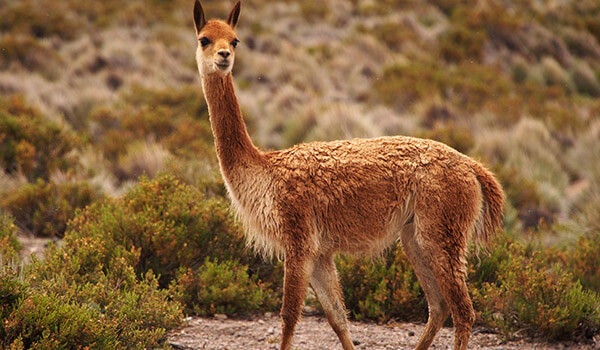 Foto: So sieht ein Vicuña aus
