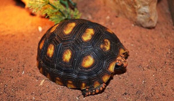 Foto: Kohlenschildkröte 