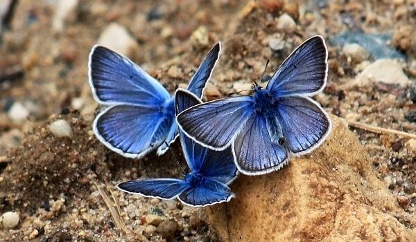 Photo: Blueberry Butterflies