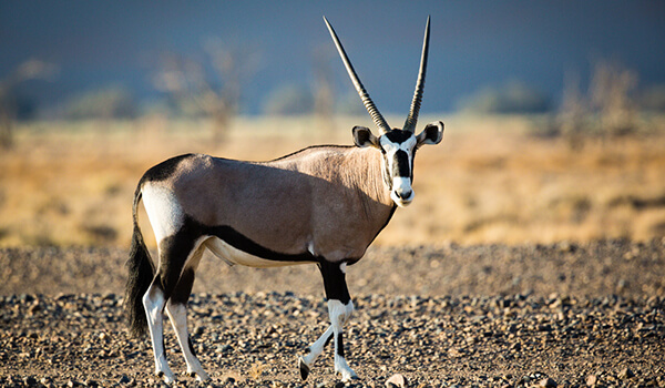 Foto: Arabischer Oryx aus dem Roten Buch