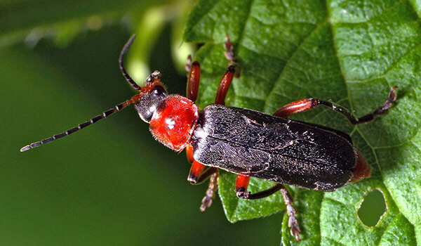 Photo: Red fire bug