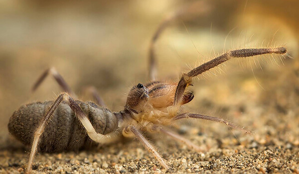 Foto: Phalanx-Spinne auf der Krim