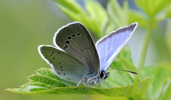 Foto: Blauer Schmetterling