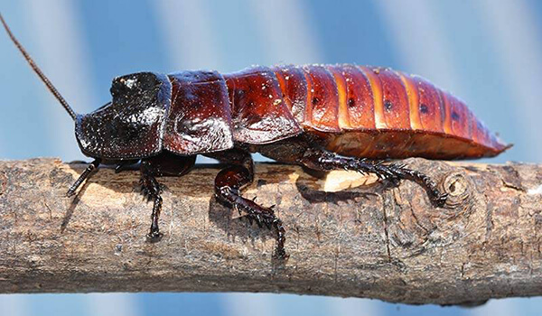 Foto: So sieht eine Madagaskar-Kakerlake aus