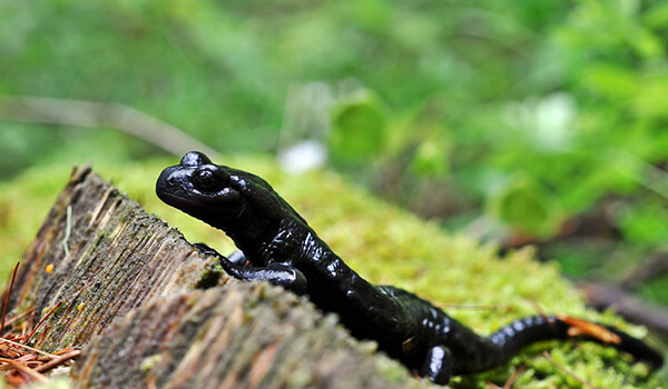 Foto: Schwarzer Salamander