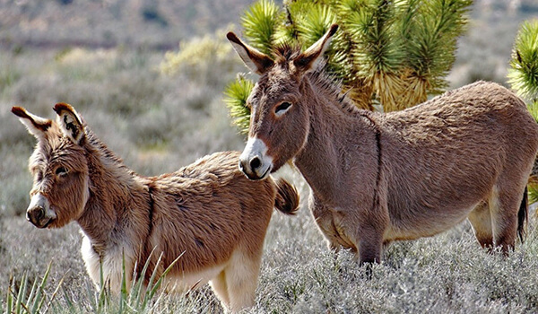 Foto: Mule Cub