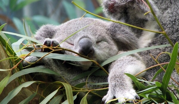 Foto: Australischer Koala