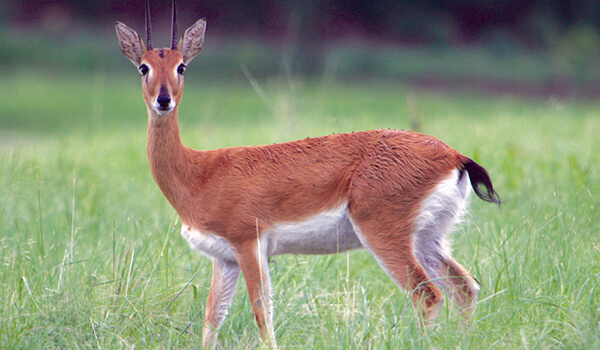 Foto: Afrikanische Oribi-Antilope