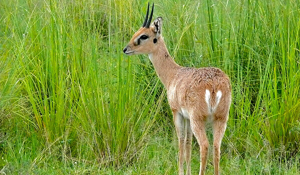 Foto: Oribi-Antilope