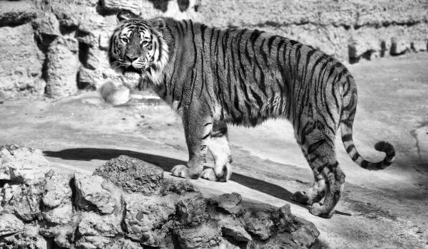 Foto: Bali-Tiger