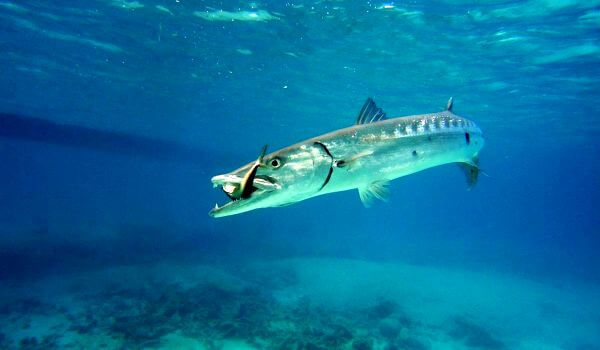 Foto: Barracuda-Fisch