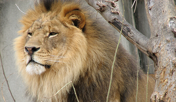 Foto: So sieht ein afrikanischer Löwe aus
