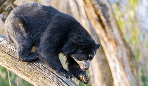Photo: Spectacled Bear Red Book