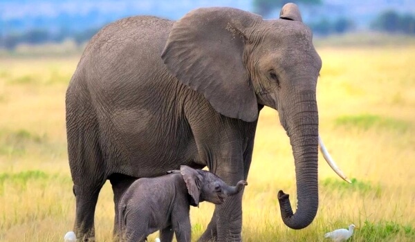 Foto: Afrikanisches Elefantenbaby