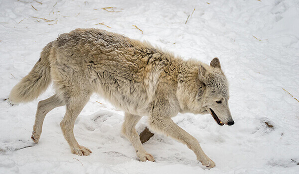 Foto: So sieht ein Tundrawolf aus
